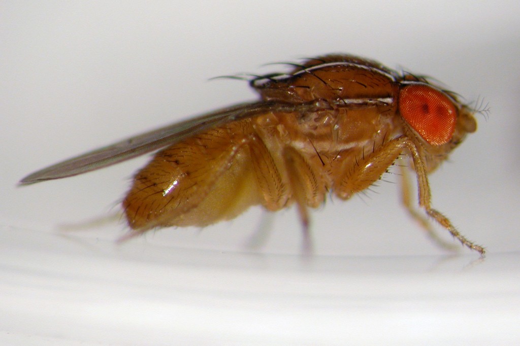 Fruit Fly's are back in Artesia and Cerritos.
